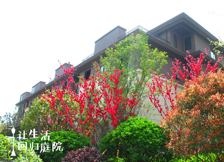 前后张望南阳50年：这样的天井，很难再有了！